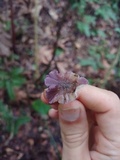 Calocybe cyanea image