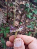 Calocybe cyanea image