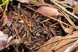 Chloroscypha alutipes image
