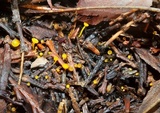 Chloroscypha alutipes image