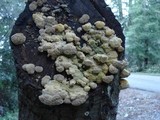 Trametes trogii image