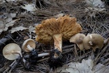 Melanoleuca cognata image
