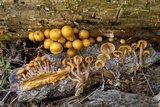Kuehneromyces lignicola image