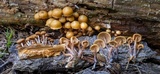Kuehneromyces lignicola image