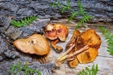 Gymnopilus thiersii image