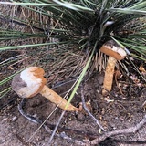 Battarrea phalloides image