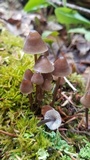 Mycena purpureofusca image
