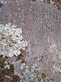 Lecanora chlarotera image