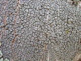 Lecanora chlarotera image