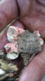 Phlebia incarnata image