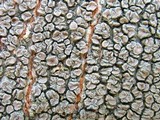 Lecanora chlarotera image