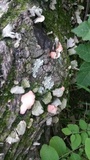 Phlebia incarnata image