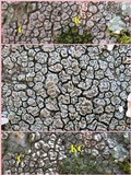 Lecanora chlarotera image