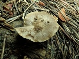 Tricholoma moseri image