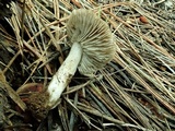 Tricholoma moseri image