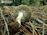 Tricholoma moseri image