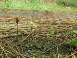 Galeropsis polytrichoides image