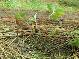 Galeropsis polytrichoides image