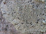 Diploicia canescens image