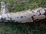 Hymenochaete corrugata image