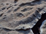 Hymenochaete corrugata image