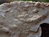 Hymenochaete corrugata image