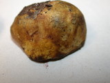 Truncocolumella citrina image
