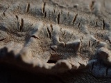 Hymenochaete corrugata image