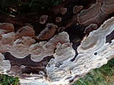 Hymenochaete corrugata image