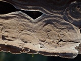 Hymenochaete corrugata image