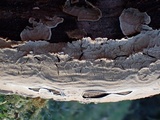 Hymenochaete corrugata image