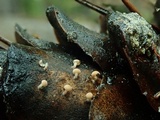 Strobilurus diminutivus image