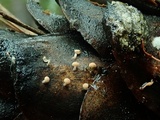 Strobilurus diminutivus image