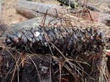Strobilurus diminutivus image
