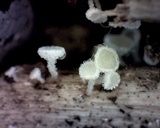 Lachnum subvirgineum image