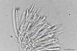 Lachnum subvirgineum image