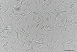 Lachnum subvirgineum image