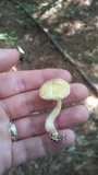 Suillus hirtellus image