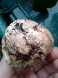 Agaricus bitorquis image