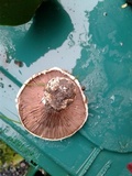 Agaricus bitorquis image