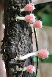 Microstoma floccosum image