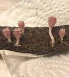 Microstoma floccosum image