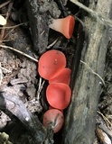 Sarcoscypha occidentalis image