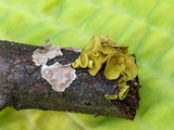 Ionomidotis fulvotingens image