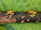 Ionomidotis fulvotingens image