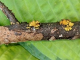 Ionomidotis fulvotingens image