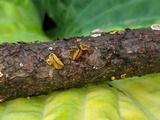 Ionomidotis fulvotingens image