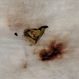 Ionomidotis fulvotingens image