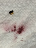 Ionomidotis fulvotingens image