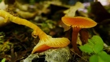 Hygrocybe insipida image